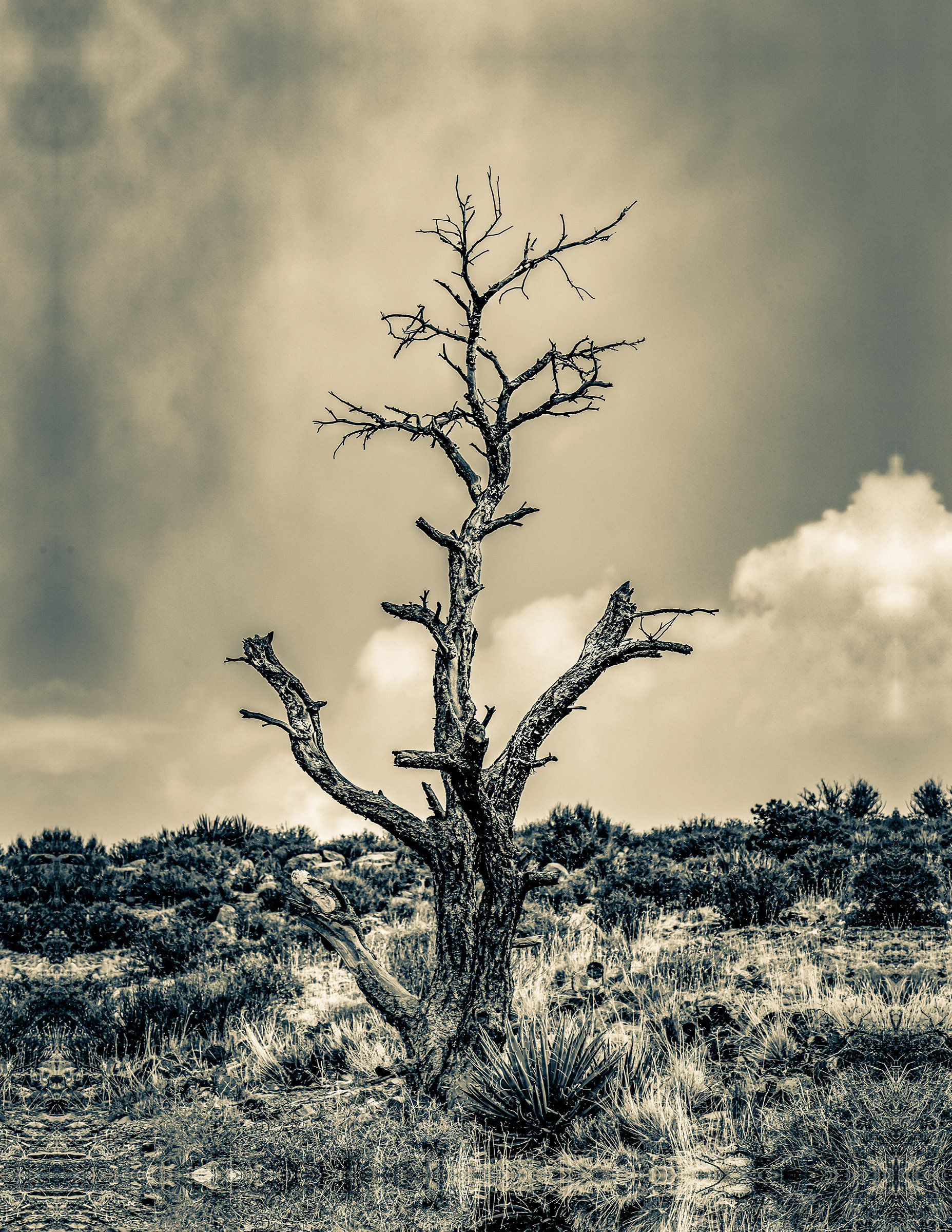 Vertical grey scale shot of a tree on the deserted field under the cloudy sky