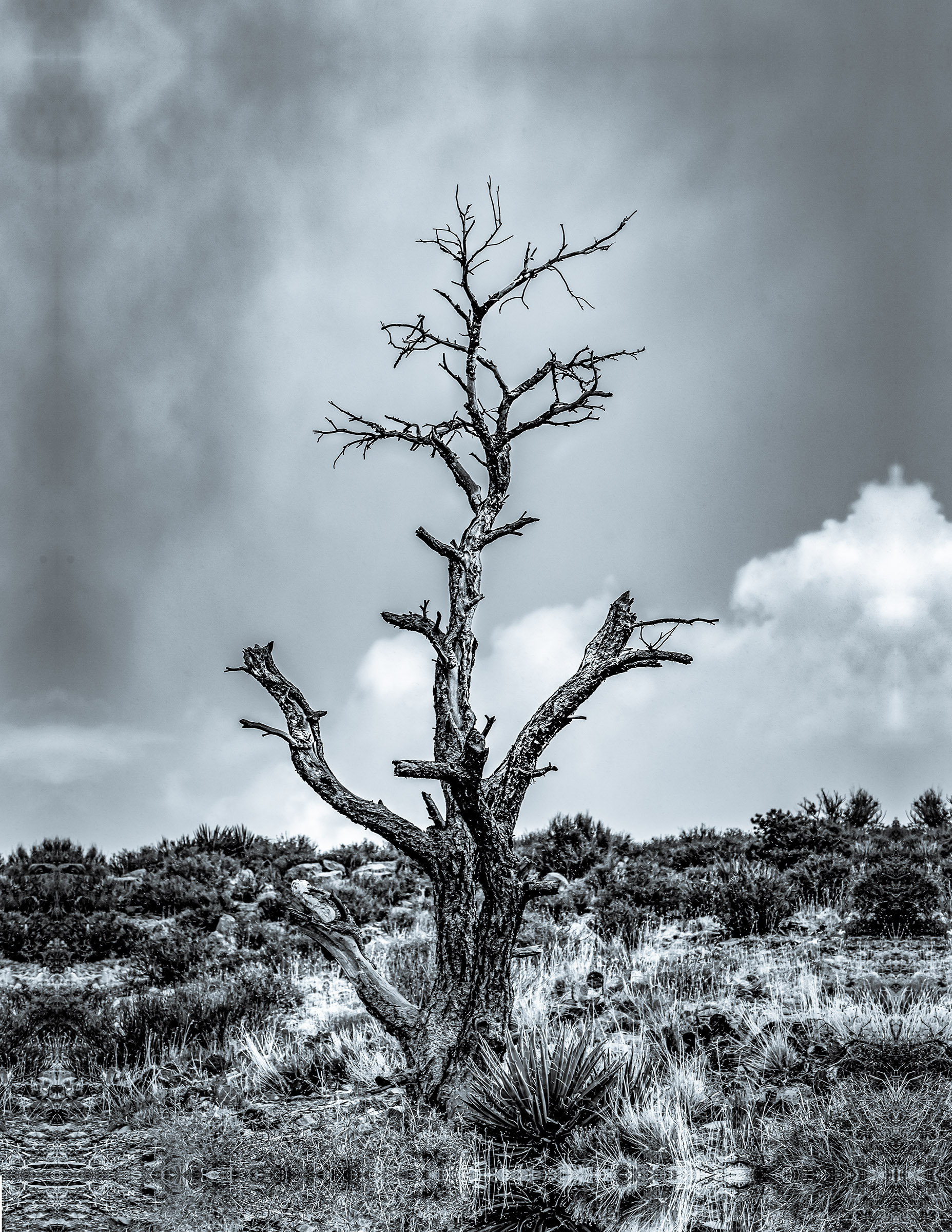Vertical grey scale shot of a tree on the deserted field under the cloudy sky
