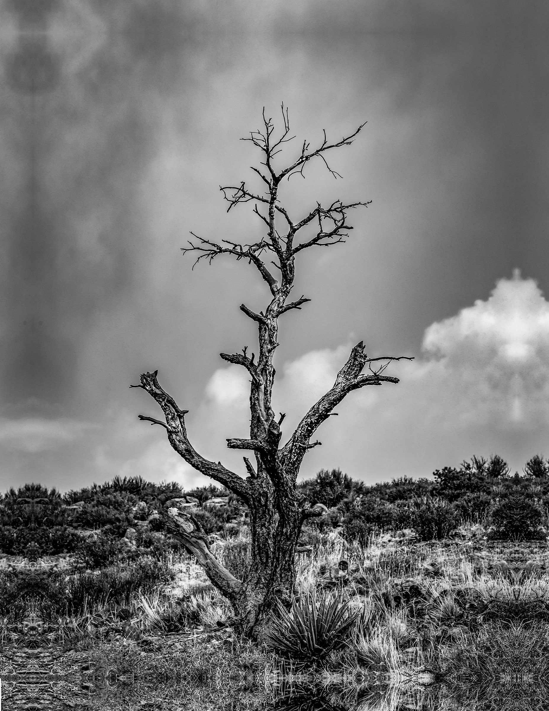 Vertical grey scale shot of a tree on the deserted field under the cloudy sky