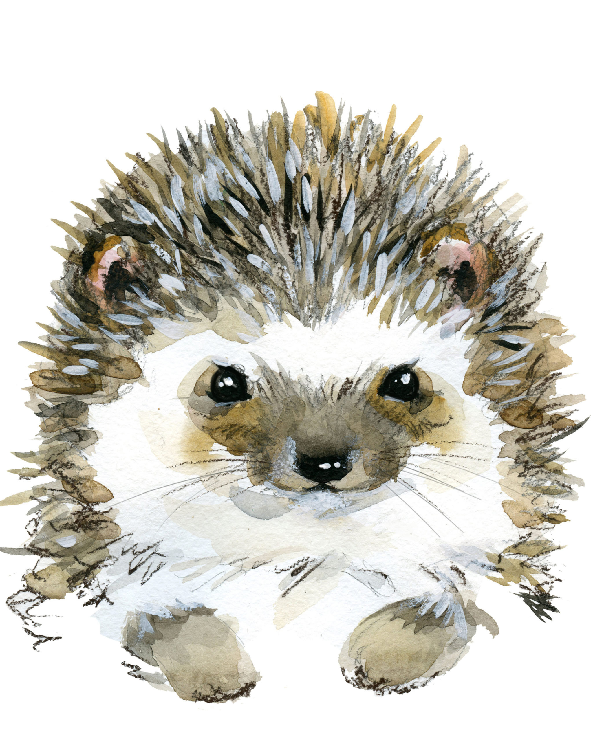 WCFRM61 hedgehog