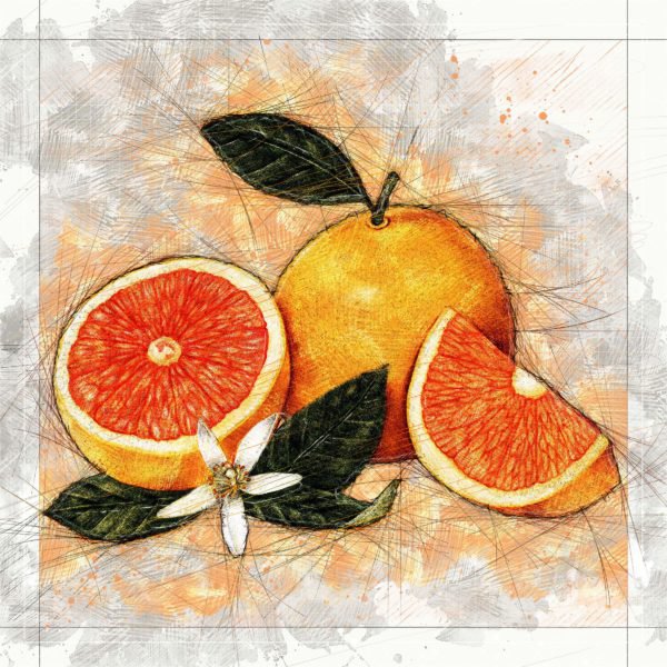 tangerine fruit- Colour Sketch in wooden Frame